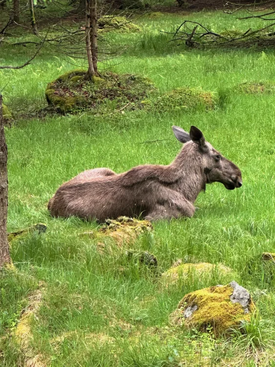 Tier-Freigelande-im-Nationalparkzentrum-2