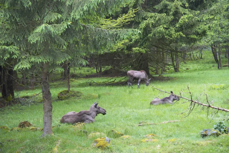 Tier-Freigelande im Nationalparkzentrum